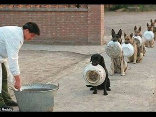 Top 5 Discipline Dogs Videos Compilation 2016-Funny Whatsapp Video | WhatsApp Video Funny | Funny Fails | Viral Video