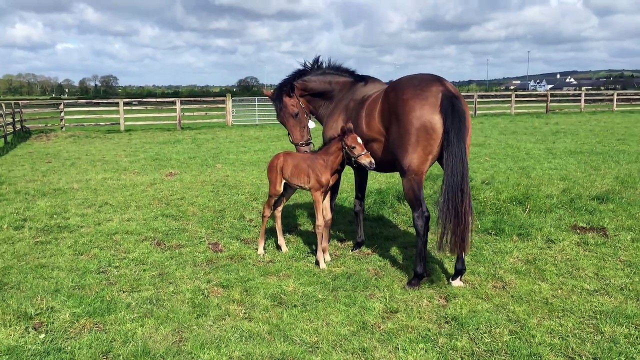 Quevega and her first foal