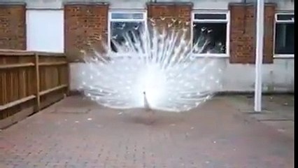 ALLAH KI QUDRAT DEHO...WAH SUBHANALLAH