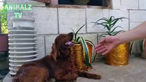 Cute Irish Setter Dog Shaking Hands as a Human