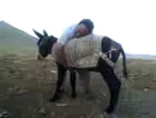 very funny donkey with donkey