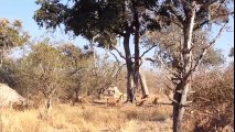 AMAZING Leaping Leopard and Lion Catch Preys in Mid Air - Crazy animal attacks