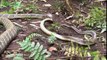 EPIC FIGHT - Snake vs Snake, King Cobra Eats Python, Bat vs Python