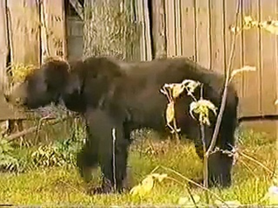 Bear hug a women