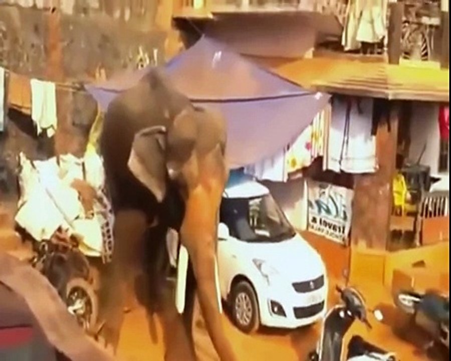 Biggest wild animal fights - CRAZIEST Animals Attack - Elephant vs Crocodile vs Lion