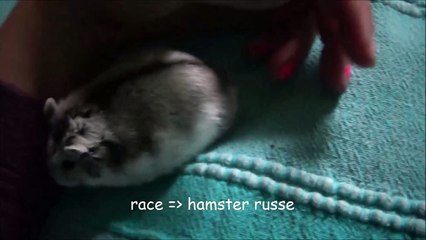 présentation de poutine [présentation#4]