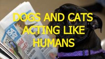 Cats and dogs acting like humans - Cute animal compilation