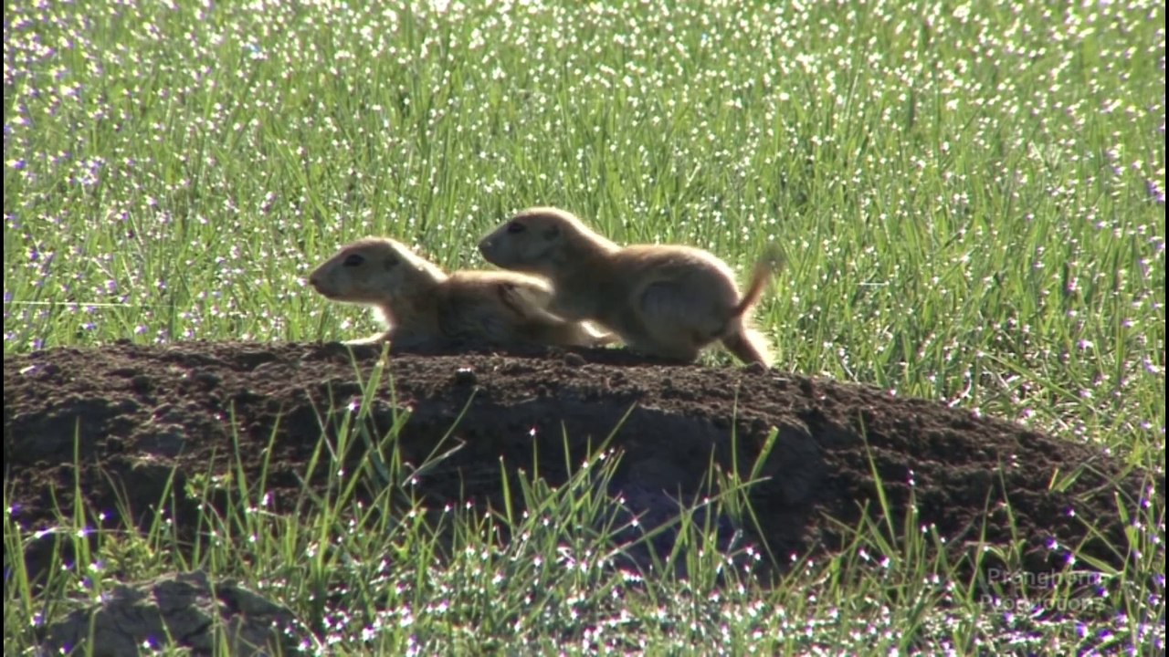 Cute & Playful Prairie Dogs