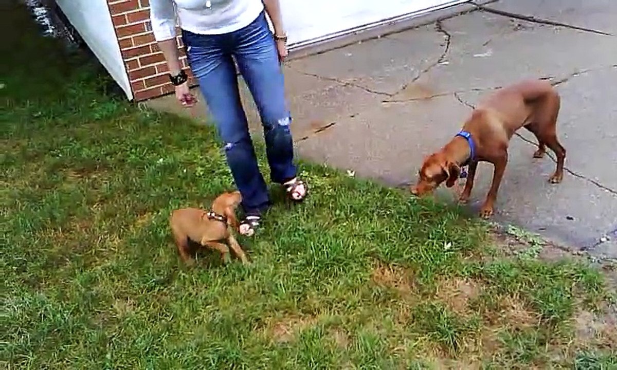CUTE ) Hungarian Vizsla Puppy MEETS Older Vizsla Dog