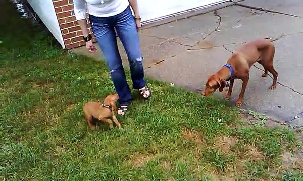 CUTE ) Hungarian Vizsla Puppy MEETS Older Vizsla Dog