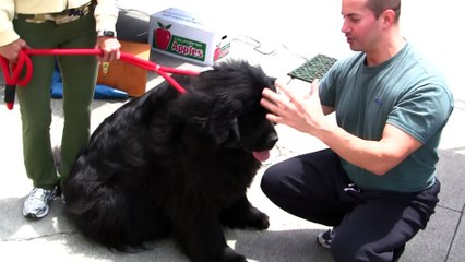 Big Cute Newfoundland Dog - 1080P HD