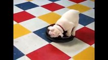 Bulldog Puppies are the cutest Puppies ever! Funny Dog Vine Compilation