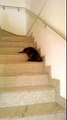 Merdivenlerden Süzülerek İnen Sevimli Kedi