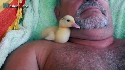 Cute Duckling - A Funny Duck Videos Compilation || NEW HD