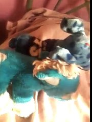 Meaningless stuffed animal play so funny lol