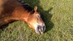 Sleeping horses caught snoring extremely loudly