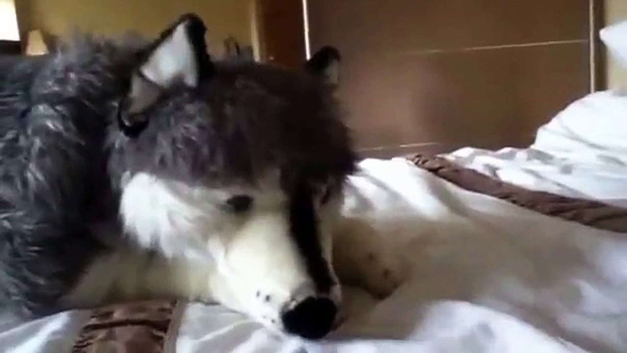 I'm getting a new husky