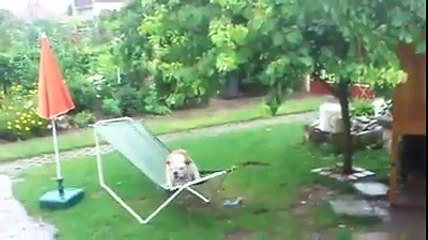Бульдожьи раскачалки. Смешные приколы собаки