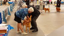 Finnish Spitz May 15, 2016 Supported Entry