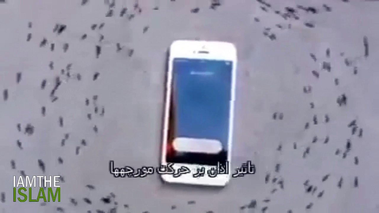 Ants Amazing Reaction on Adhan, Circling Like the Kaaba