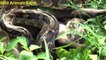 Biggest Python Snake Kills and Swallows Deer - Giant Anaconda - Most Amazing Wild Animals Attacks -