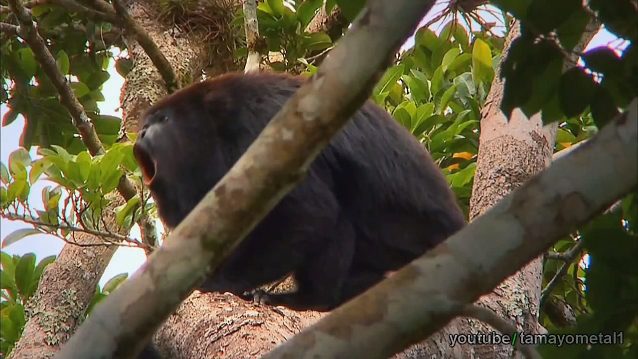 The Nature Conservancy - Discovery Channel/Animal planet [Comercial 2011/2012/2013][HD]