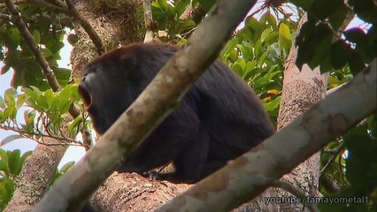 The Nature Conservancy - Discovery Channel/Animal planet [Comercial 2011/2012/2013][HD]