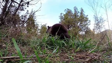 GoPro Man and Grizzly Bear - Adventures with Bella