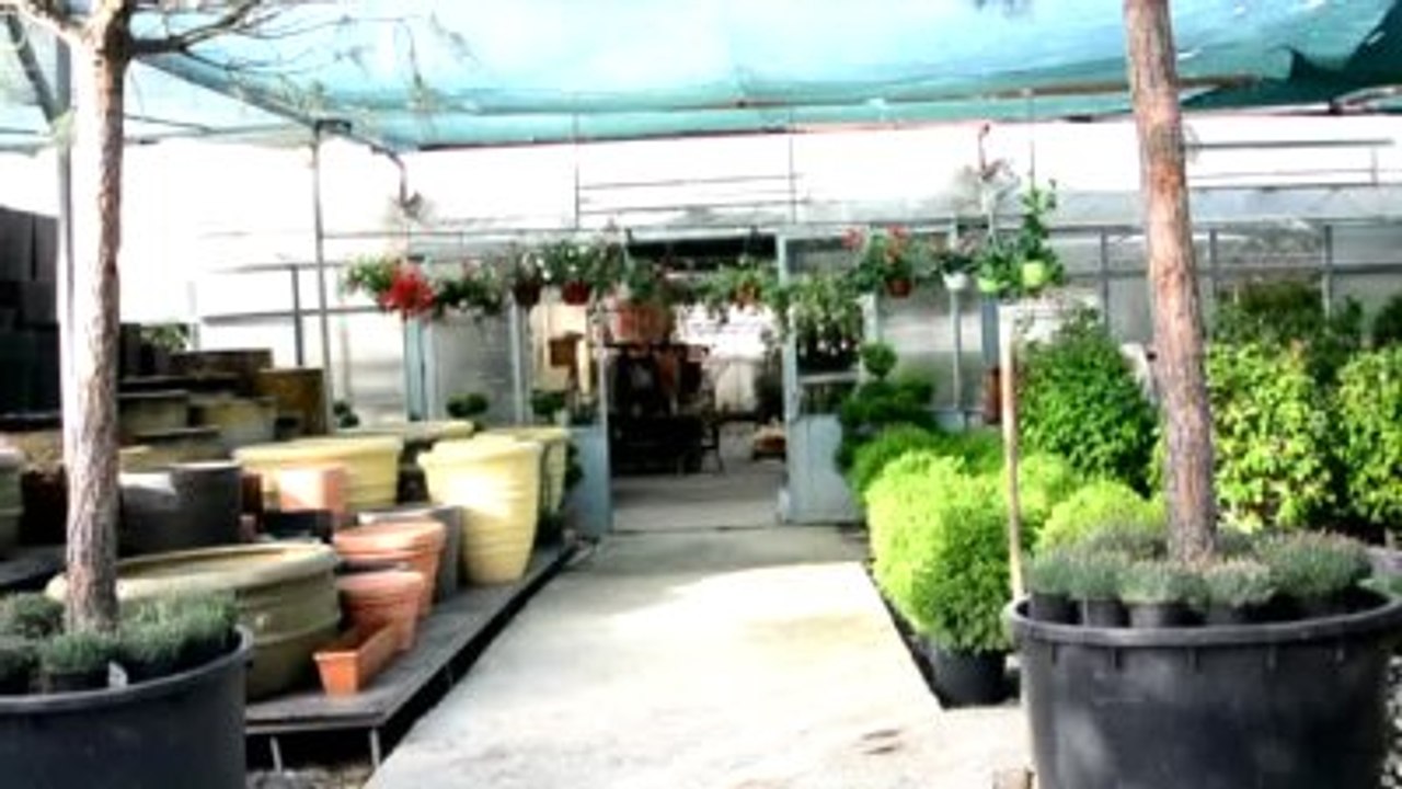 Kapalı Ortamda Sağlık İçin Doğal Reçete "Salon Bitkileri"