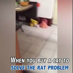 Cat and Mouse Fight