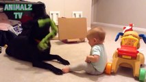 Cute Babies Playing With Labrador Dogs - Dogs Love Babies Compilation [HD VIDEO]