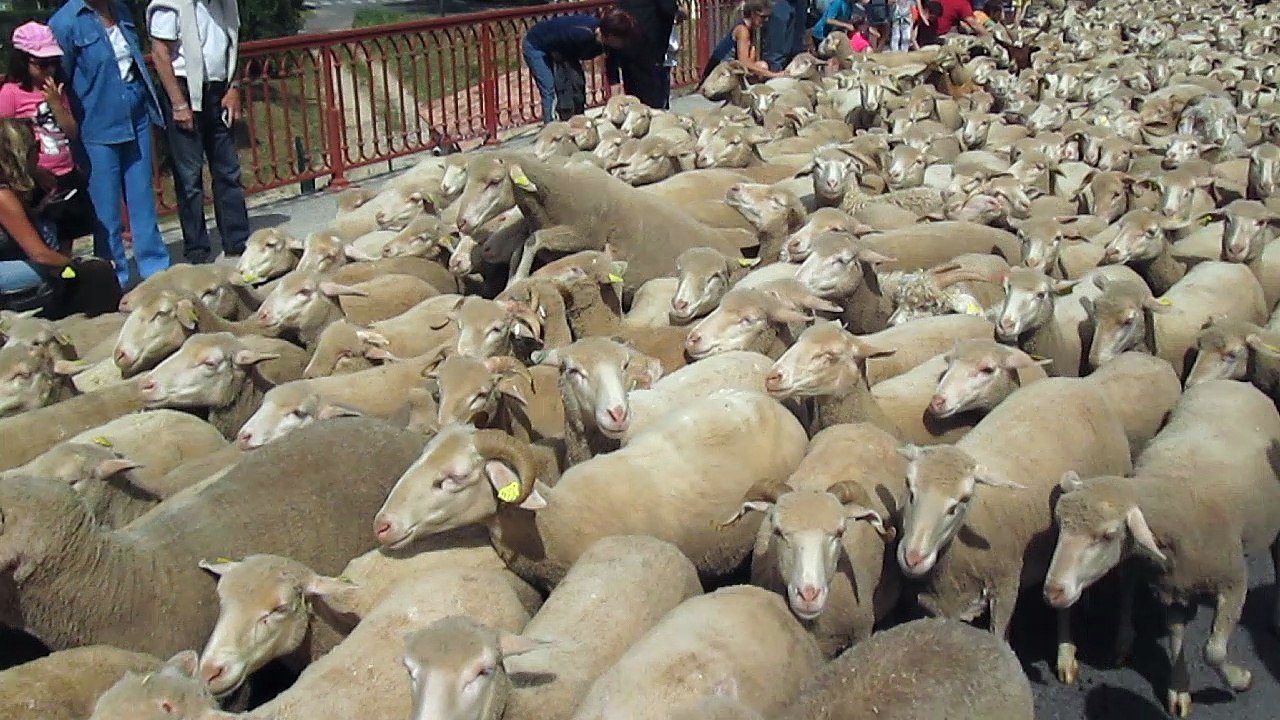 La transhumance aux Milles.