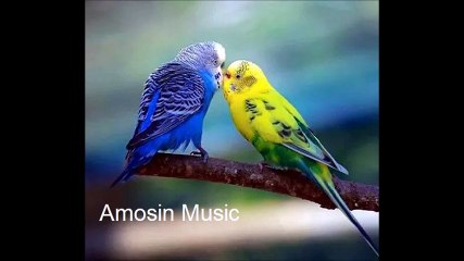 Shawali aw Setara - Bego bego bego janam