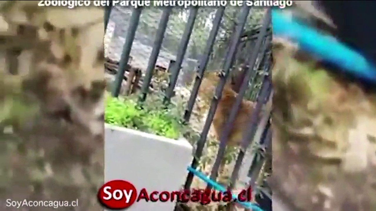 Lions shot dead after man strips naked and jumps into enclosure