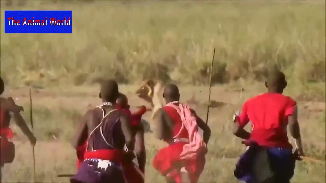 Biggest wild animal fights  CRAZIEST Animals Attack Caught  Crazy animal attack, funny animals    HD