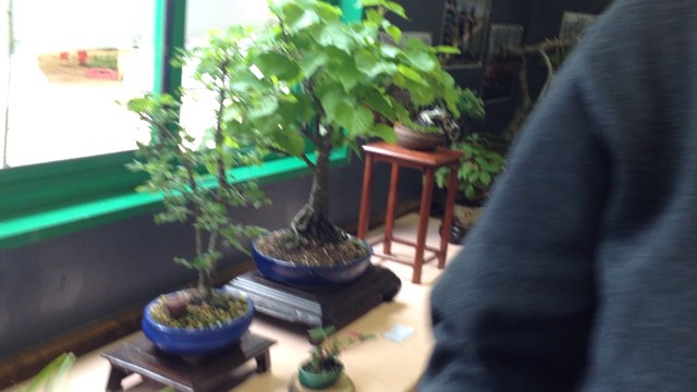 Les passionnés de bonsaïs au festival des arts floraux et paysagers