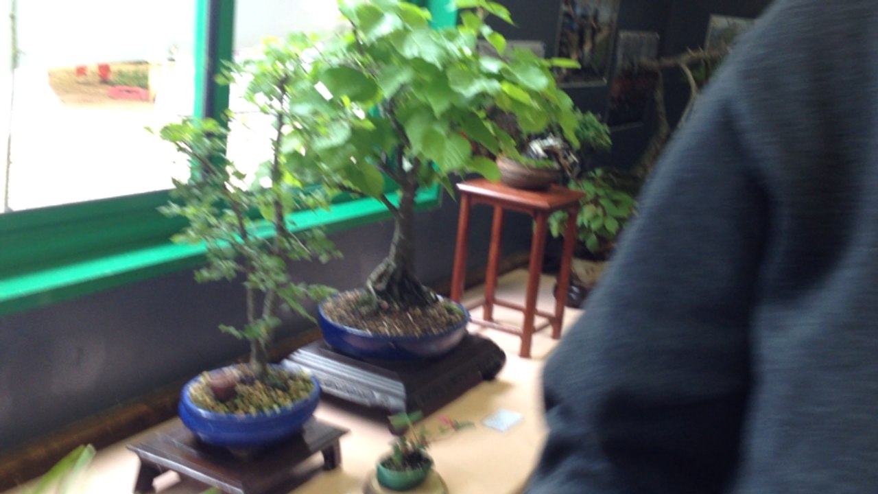 Les passionnés de bonsaïs au festival des arts floraux et paysagers