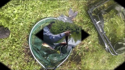 0000000000peche carpe 1 a la canne