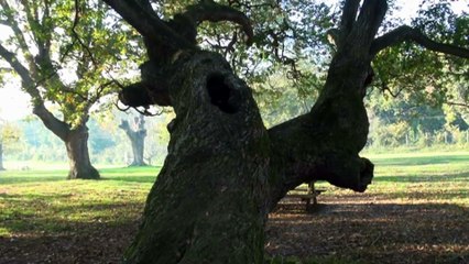 22 Mayo Día Internacional de la Diversidad Biológica en Asturias. Ecologistas alertan de los riesgos