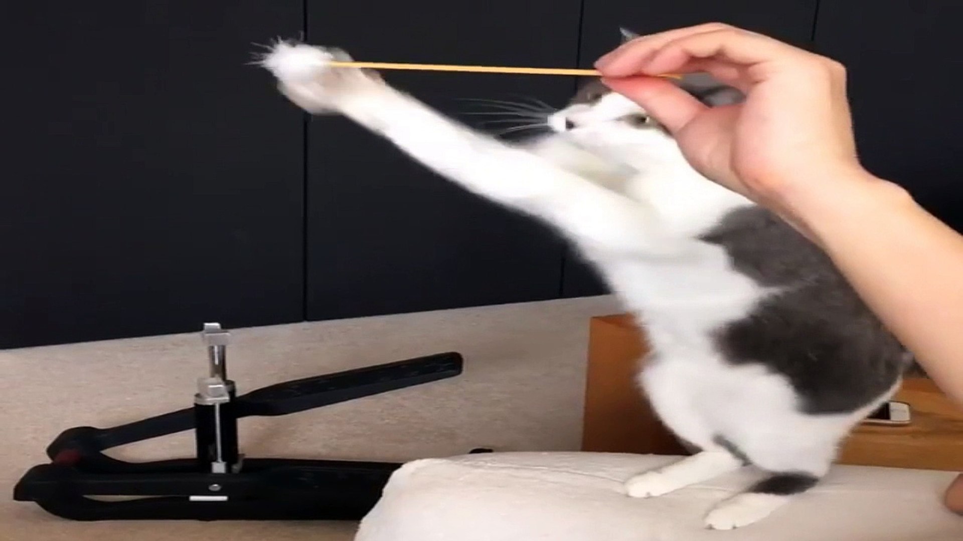 Кошачие игры .Забавные котейки .