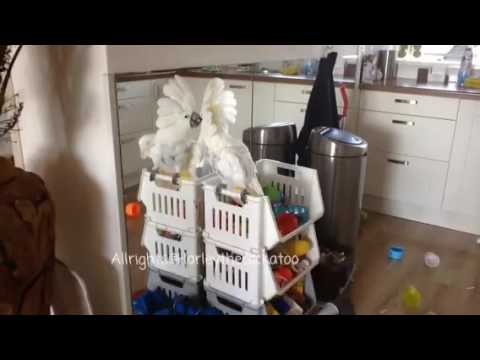 Harley the Cockatoo Has Fun With His Reflection