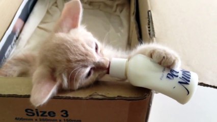Julien Randoulet - Kitten with Milk baby bottle
