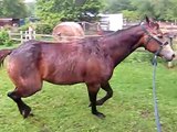 7 yo 15.-15.1 hh Dappled Buckskin Awesome Beginners walk trot horse for sale