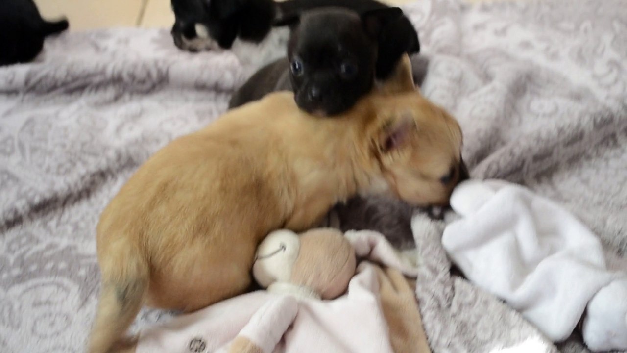 Chiots Chihuahua poils longs et poils courts