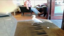 Seagull Shoplifting