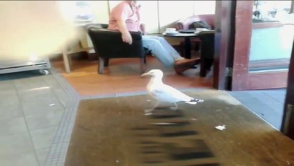 Seagull Shoplifting