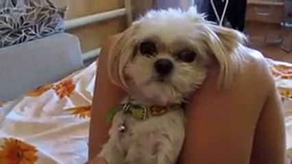 Боня, твою котлету съели. Реакция пёсика доставит вам море позитива!