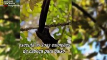 001_National Geographic Documentray -- Birds Of Paradise -- Natio