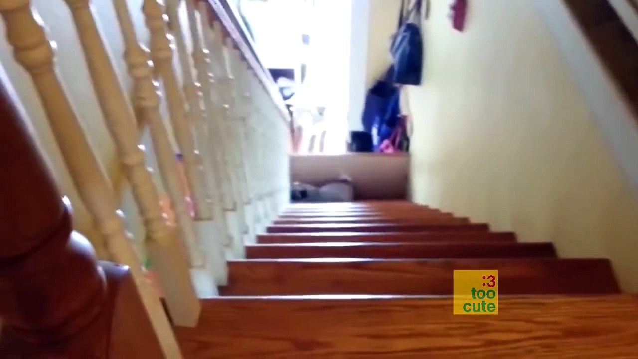 Funniest videos - Cat fails, Dog fails, Cute and Funny pets. January 2016