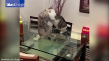 Cat-fight TKO! Feline puts impressive choke-hold on opponent